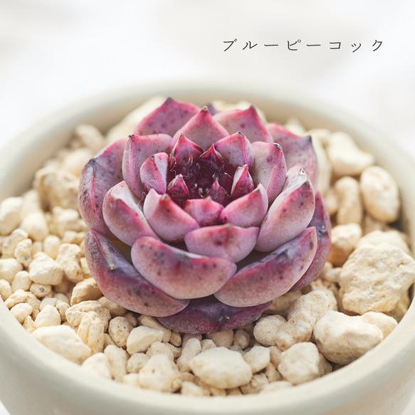 多肉植物 エケベリア ブルーピーコック 多肉植物 Roots 通販 17206450