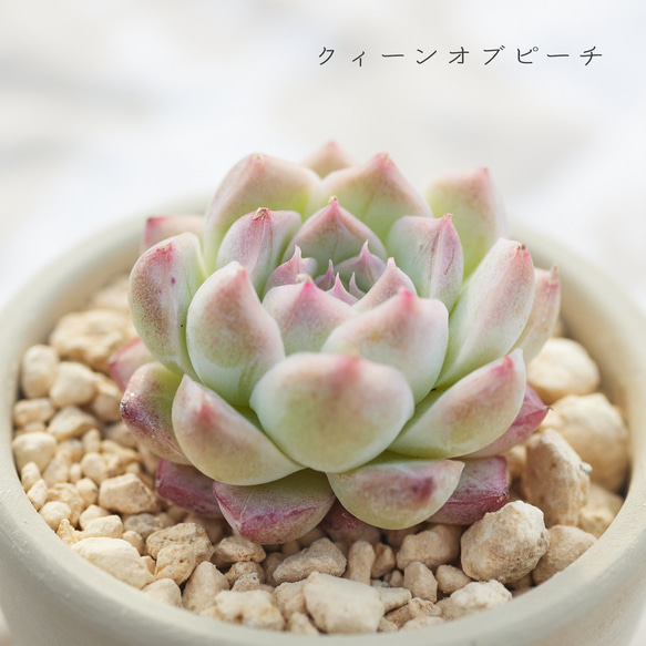 多肉植物 エケベリア クイーンオブピーチ 多肉植物 Roots 通販 多肉植物 エケベリア クイーンオブピーチ 多肉植物 Roots 通販
