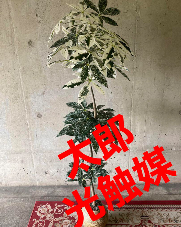 光触媒 人工観葉植物 ウォールグリーン フェイクグリーン 斑入りパキラ  