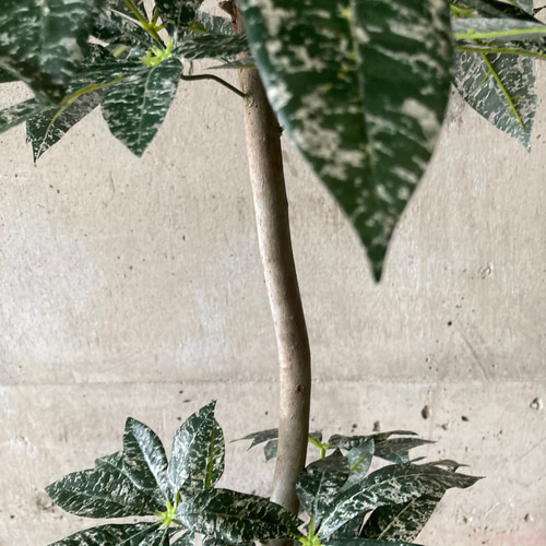 光触媒 人工観葉植物 ウォールグリーン フェイクグリーン 斑入りパキラ  