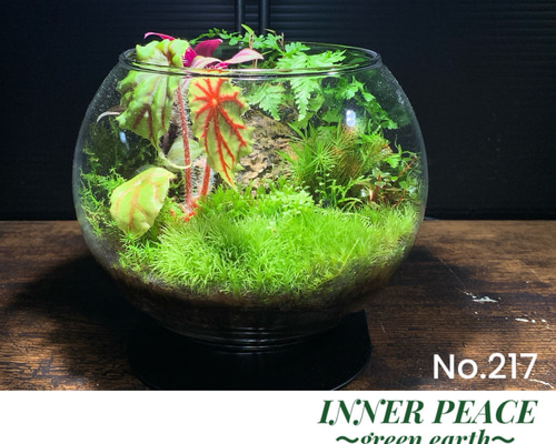 No.296 苔アート 苔テラリウム 完成品 No.288 苔アート 苔テラリウム