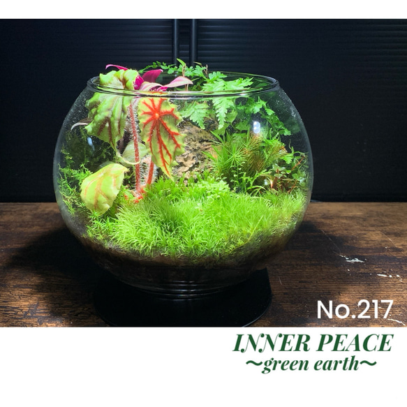 No.296 苔アート　苔テラリウム　完成品 No.296 苔アート 苔テラリウム 完成品