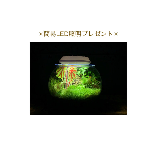 217 苔アート 苔テラリウム ベゴニア クアドリアラータ 入り