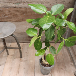 ベンガレンシス♡フィカス♡お部屋に♡観葉植物 4枚目の画像