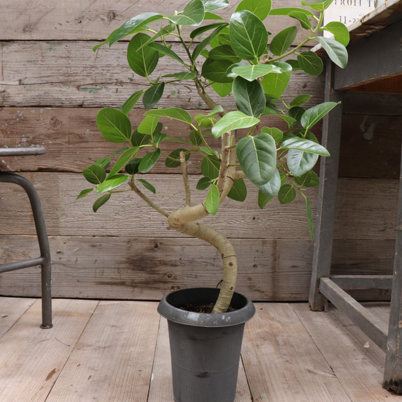 ベンガレンシス♡フィカス♡お部屋に♡観葉植物 6枚目の画像