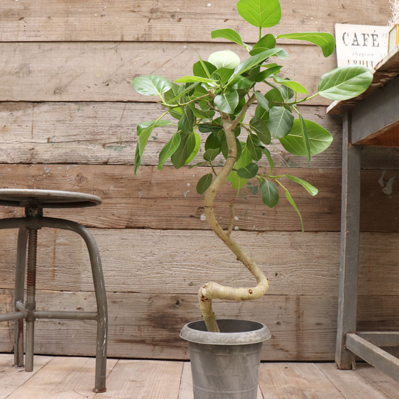 ベンガレンシス♡フィカス♡お部屋に♡観葉植物 14枚目の画像