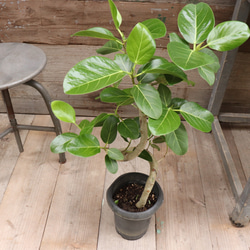 ベンガレンシス♡フィカス♡お部屋に♡観葉植物 7枚目の画像