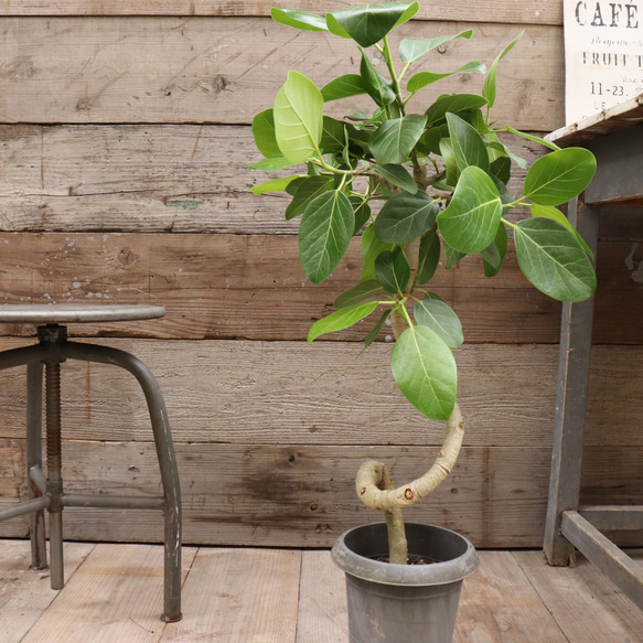 ベンガレンシス♡フィカス♡お部屋に♡観葉植物 5枚目の画像