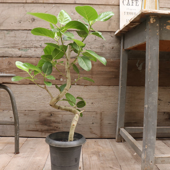 ベンガレンシス♡フィカス♡お部屋に♡観葉植物 11枚目の画像