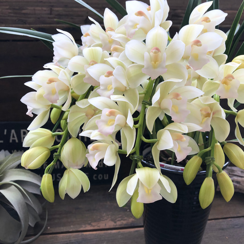 プレアデス♡美しい♡シンビジューム♡観葉植物♡インテリア アート