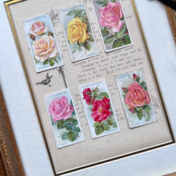 再販)英国で出会った♪ 1910年代 アンティーク バラのシガレットカード <薔薇6枚セット> 8枚目の画像