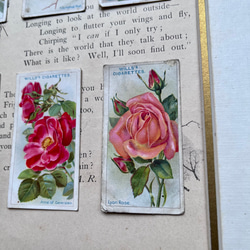 再販)英国で出会った♪ 1910年代 アンティーク バラのシガレットカード <薔薇6枚セット> 6枚目の画像