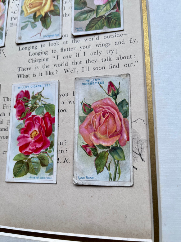 再販)英国で出会った♪ 1910年代 アンティーク バラのシガレットカード <薔薇6枚セット> 6枚目の画像