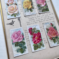 再販)英国で出会った♪ 1910年代 アンティーク バラのシガレットカード <薔薇6枚セット> 4枚目の画像