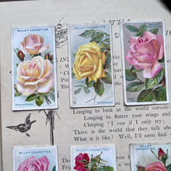 再販)英国で出会った♪ 1910年代 アンティーク バラのシガレットカード <薔薇6枚セット> 5枚目の画像