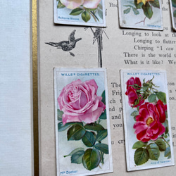 再販)英国で出会った♪ 1910年代 アンティーク バラのシガレットカード <薔薇6枚セット> 7枚目の画像