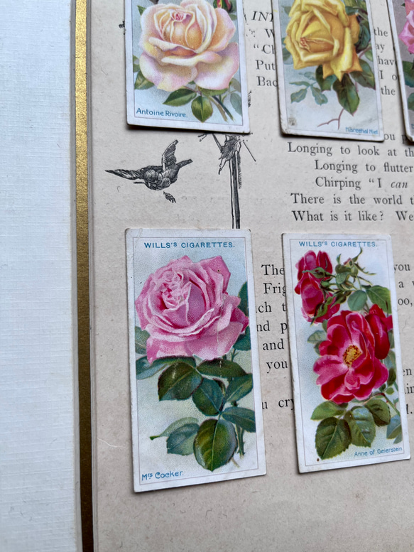 再販)英国で出会った♪ 1910年代 アンティーク バラのシガレットカード <薔薇6枚セット> 7枚目の画像