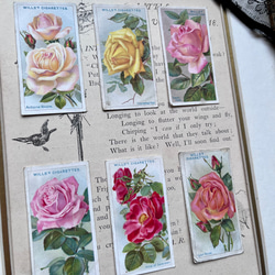 再販)英国で出会った♪ 1910年代 アンティーク バラのシガレットカード <薔薇6枚セット> 2枚目の画像