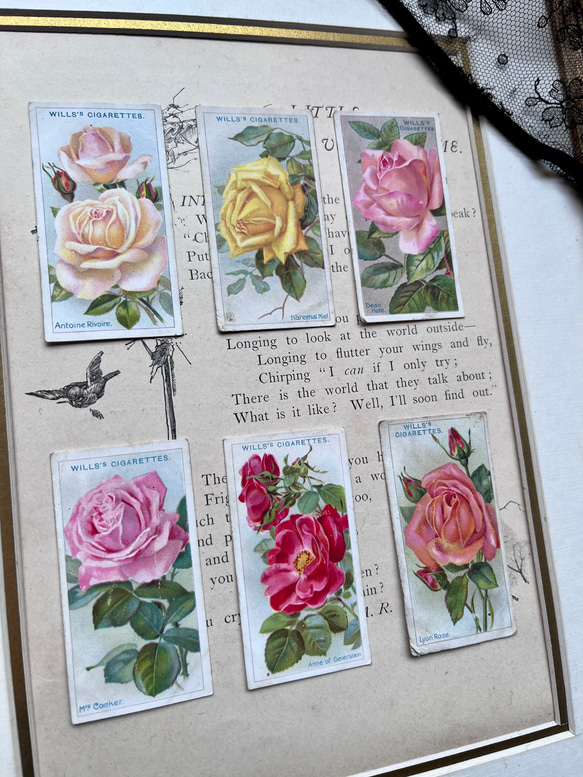 再販)英国で出会った♪ 1910年代 アンティーク バラのシガレットカード <薔薇6枚セット> 2枚目の画像