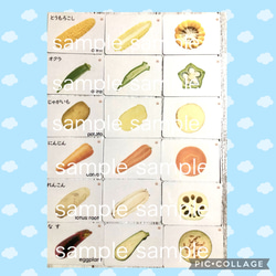 野菜　果物　断面カード② 理科　お受験　知育　脳トレ 8枚目の画像