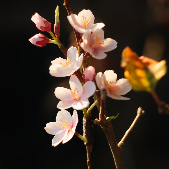 春 の 桜 ソメイヨシノ の 布花 コサージュ 8枚目の画像