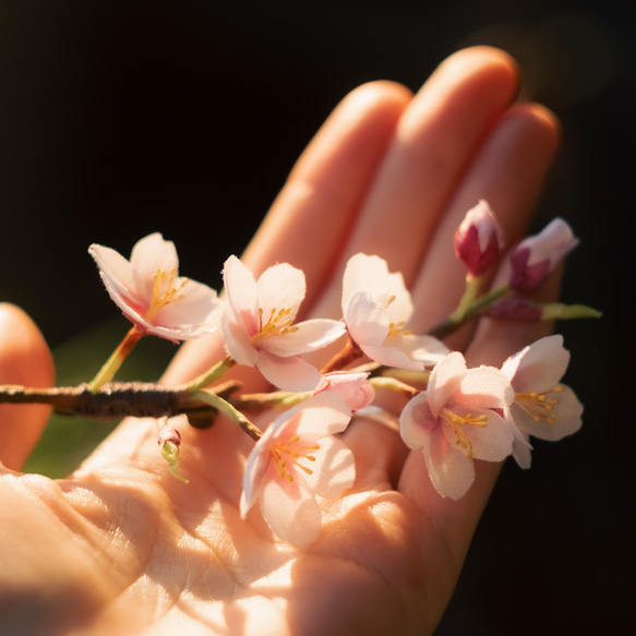 春 の 桜 ソメイヨシノ の 布花 コサージュ　2024 6枚目の画像