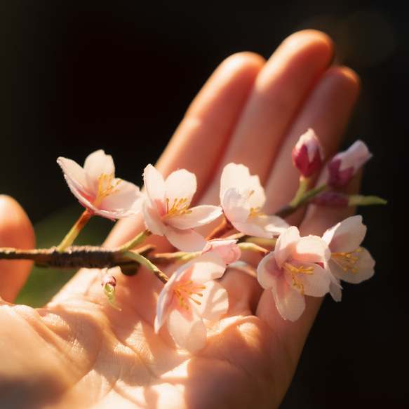 春 の 桜 ソメイヨシノ の 布花 コサージュ 6枚目の画像