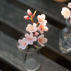 春 の 桜 ソメイヨシノ の 布花 コサージュ 7枚目の画像
