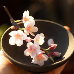 春 の 桜 ソメイヨシノ の 布花 コサージュ 2枚目の画像