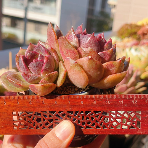 多肉植物 エケベリア ブラッククイーン 両頭 紅葉美苗 そのまま発送