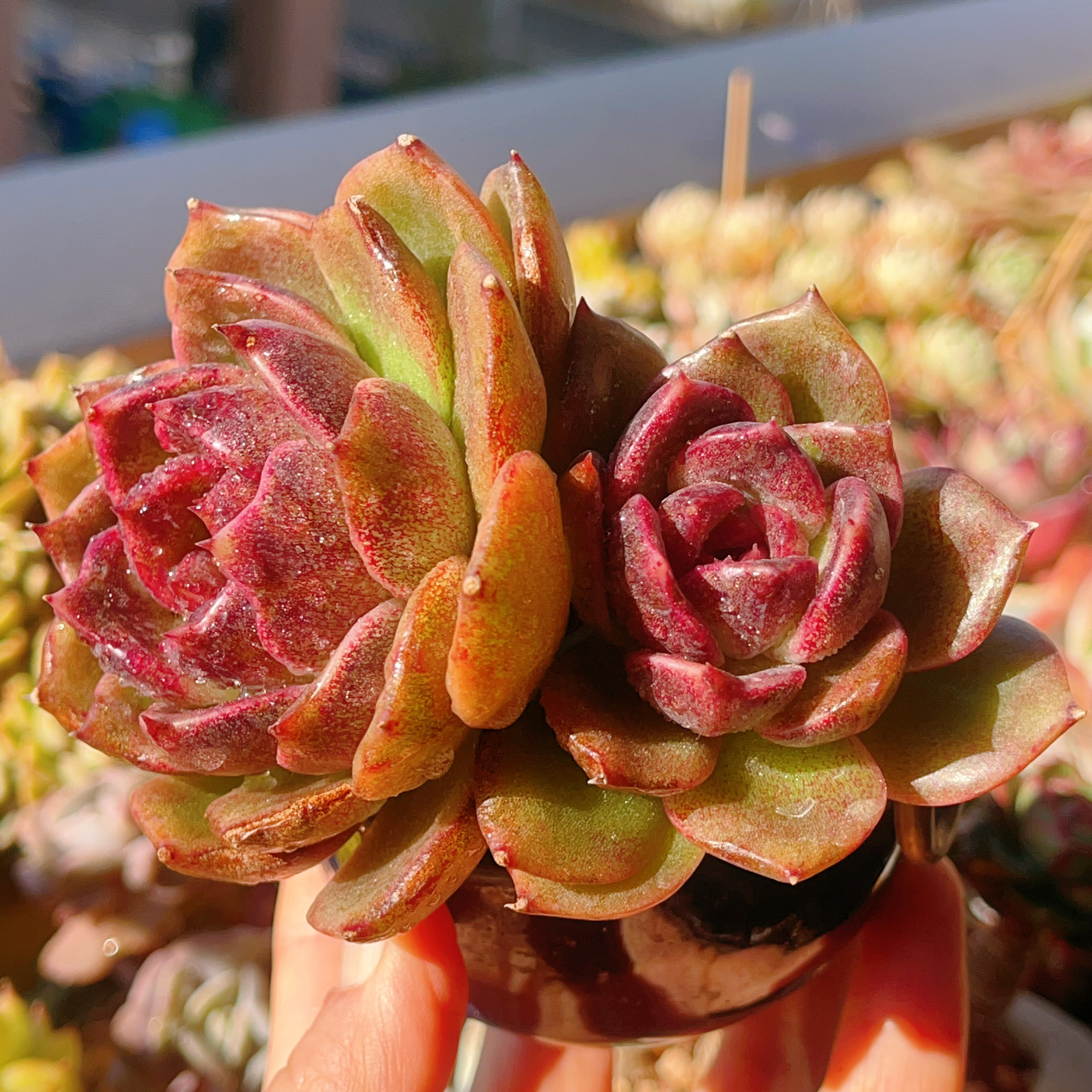 多肉植物 エケベリア ブラッククイーン 両頭 紅葉美苗 そのまま発送