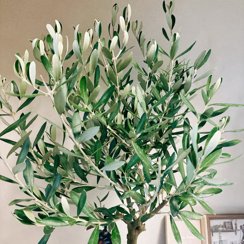 現品］1番 創樹 オリーブ チプレッシーノ 6号 観葉植物 屋外 プラ鉢