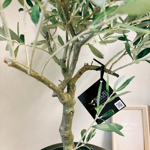 現品］1番 創樹 オリーブ チプレッシーノ 6号 観葉植物 屋外