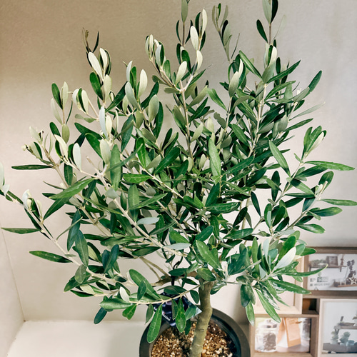 人気カラーの 現品］1番 創樹 オリーブ チプレッシーノ 6号 観葉植物 屋外 常緑樹