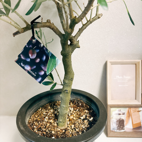 現品］1番 創樹 オリーブ チプレッシーノ 6号 観葉植物 屋外