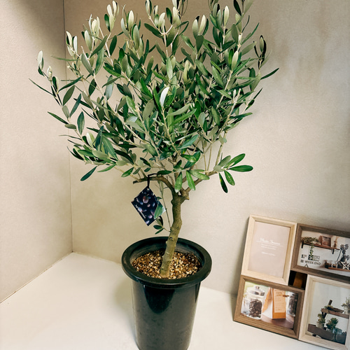 現品］1番 創樹 オリーブ チプレッシーノ 6号 観葉植物 屋外