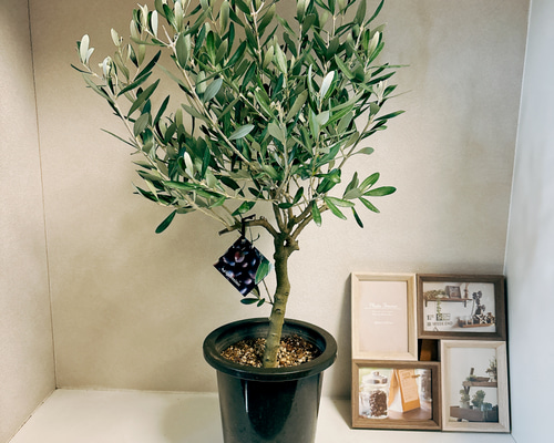 開花中✨ オリーブ チプレッシーノ Lサイズ 観葉植物 calm cafe 開花中✨ オリーブ チプレッシーノ Lサイズ 観葉植物 calm cafe