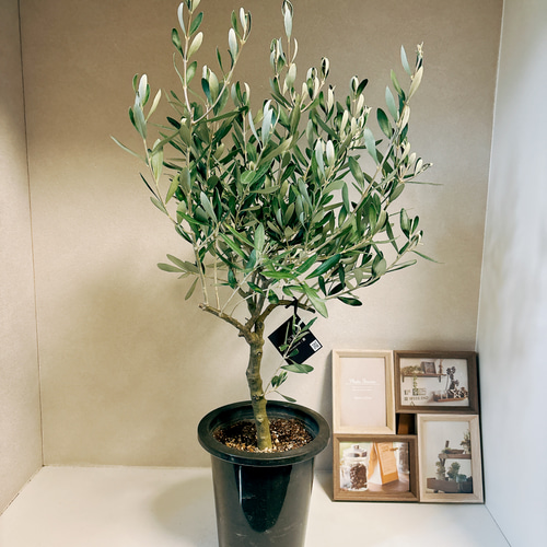 オリーブの木 チプレッシーノ | 観葉植物 | 送料無料でお届け
