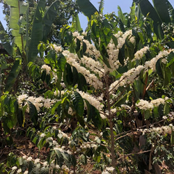 ～エチオピアコーヒーの花から採れた「生」はちみつ～　COFFEE　FOREST　HONEY 3枚目の画像