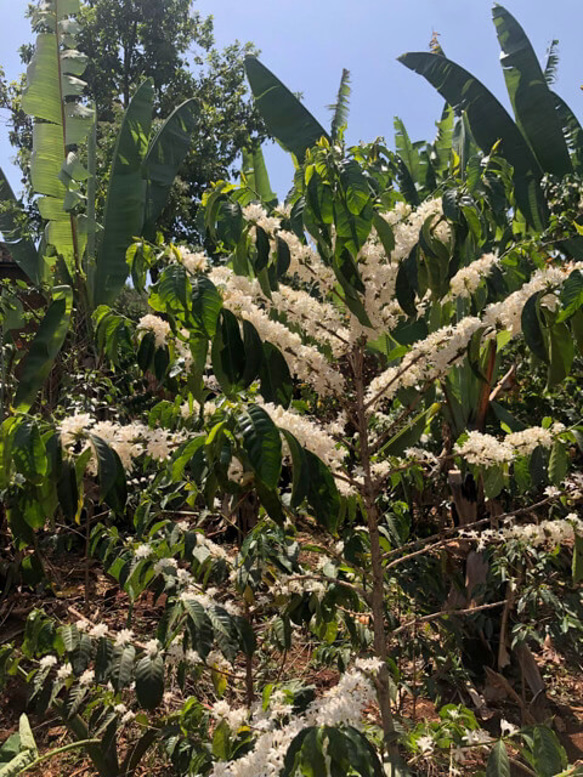 ～エチオピアコーヒーの花から採れた「生」はちみつ～　COFFEE　FOREST　HONEY 3枚目の画像