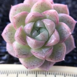 58.【札付き】タスコ×桜大福 ASOBINI 多肉植物 エケベリア 83afbd09255d1f42049bdcad2444c1