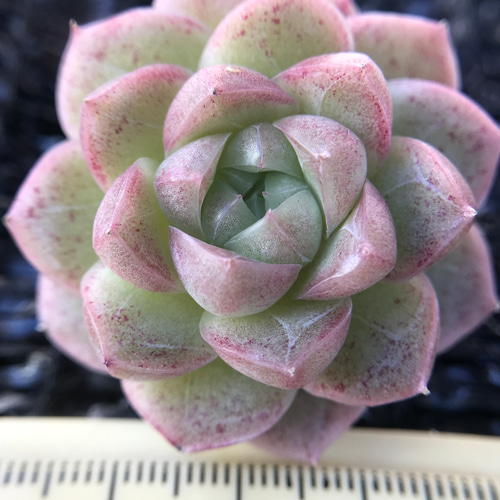 新作 多肉植物 エケベリア 桜吹雪大福 4cm 抜き苗 1株 多肉植物 愛多肉