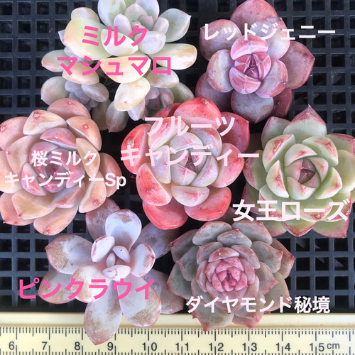 ② 韓国苗 多肉植物 エケベリア お得な詰め合わせセット 多肉