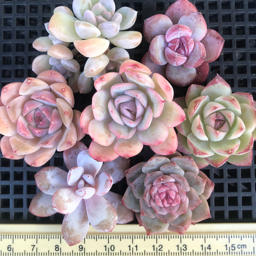 ③ 韓国苗 多肉植物 エケベリア お得な詰め合わせセット 多肉 ③ 韓国苗 多肉植物 エケベリア お得な詰め合わせセット 多肉