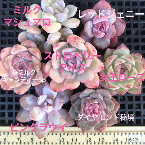 ③ 韓国苗 多肉植物 エケベリア お得な詰め合わせセット 多肉 ③ 韓国苗 多肉植物 エケベリア お得な詰め合わせセット 多肉