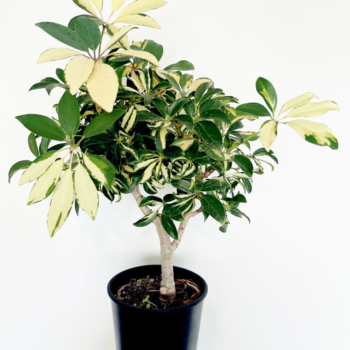 ③2/1撮影 #174 斑入り シェフレラ グランディ 観葉植物 中型 室内