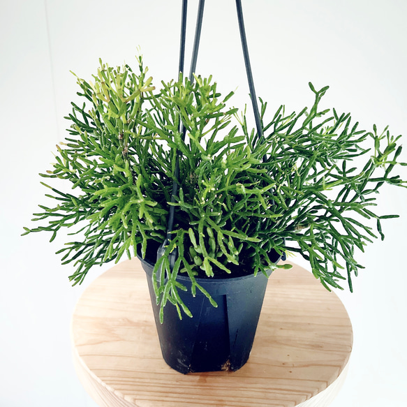 猫じゃらし サボテン リプサリス ホリダ 観葉植物 吊り下げ