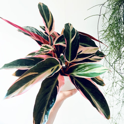 希少》サンスベリア タイハイブリッド Sサイズ 観葉植物 calm cafe