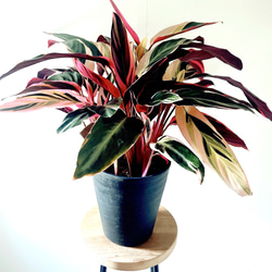 ユニークな葉姿＊フィッシュボーンカクタス＊人気商品【calm cafe