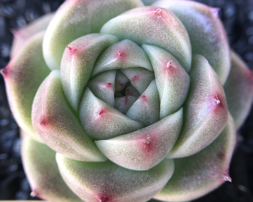 多肉植物 エケベリア 桜抹茶ラテ 抜き苗 7dc1678e8b407e624e327d03db89d3